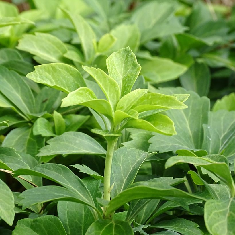 Pachysandra terminalis - Schaduwkruid (Foliage)