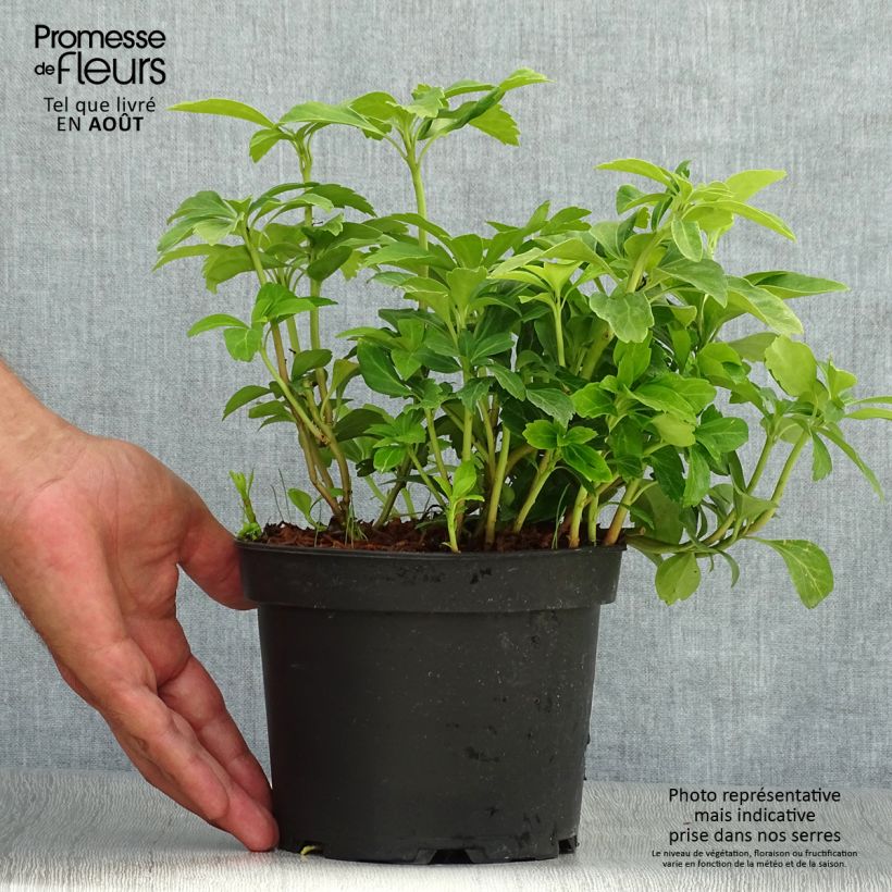 Exemplaar van Pachysandra terminalis - Schaduwkruid Pot van 2 l/3 l zoals geleverd in de zomer