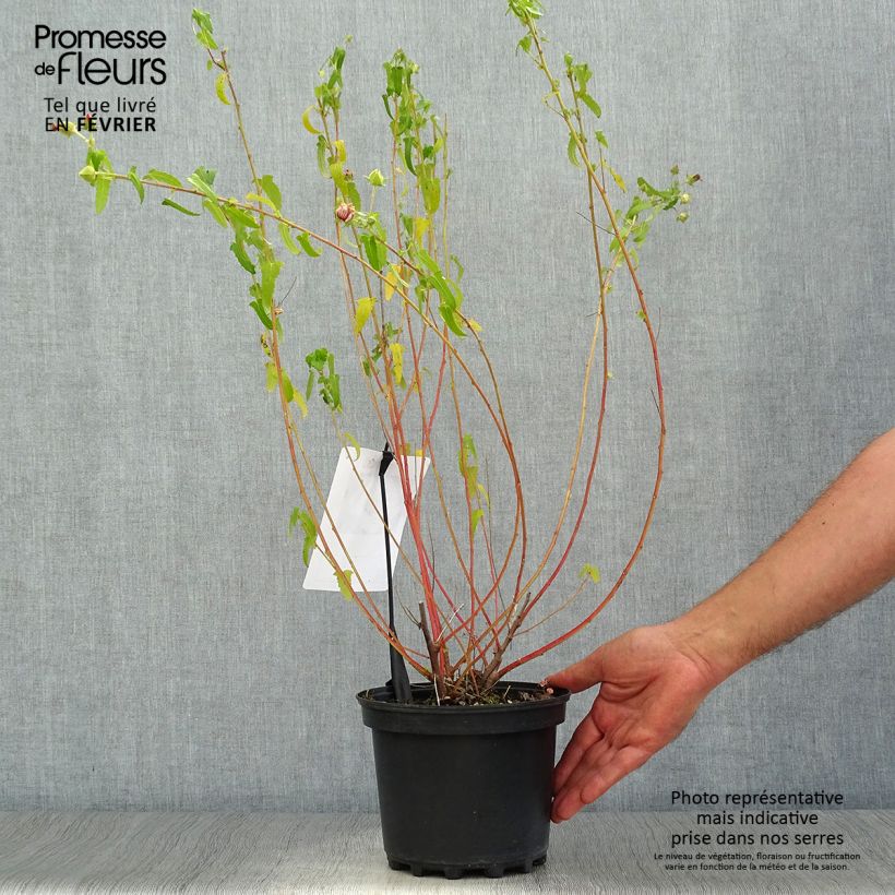 Example of Pavonia hastata - Pavonie hastée Pot van 2 l/3 l as you get in automne