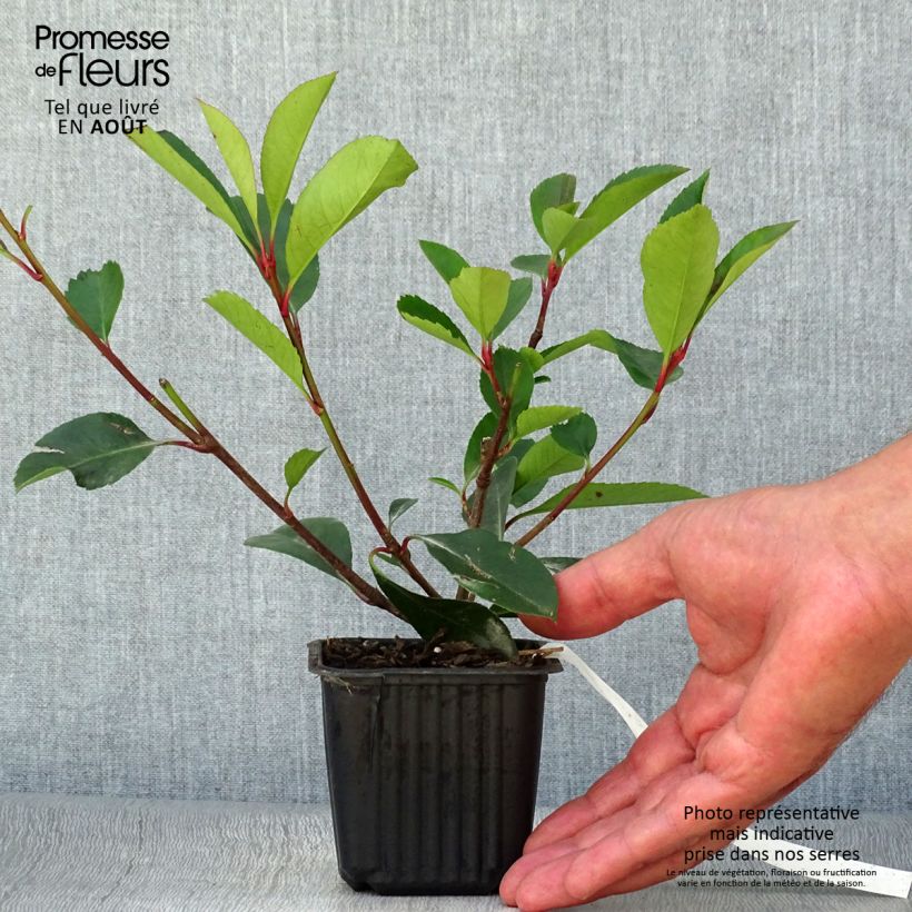 Exemplaar van Photinia fraseri Red Robin - Glansmispel Kweekpotje van 8/9 cm zoals geleverd in de zomer