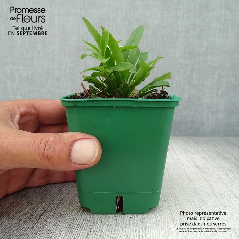 Exemplaar van Physostegia virginiana Alba - Scharnierbloem Kweekpotje van 8/9 cm zoals geleverd in de herfst