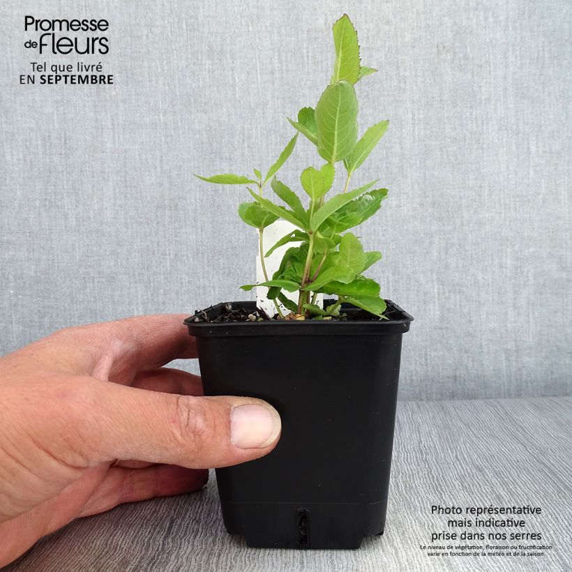 Exemplaar van Platycodon grandiflorus Fuji Blue - Ballonklokje Kweekpotje van 8/9 cm zoals geleverd in de herfst