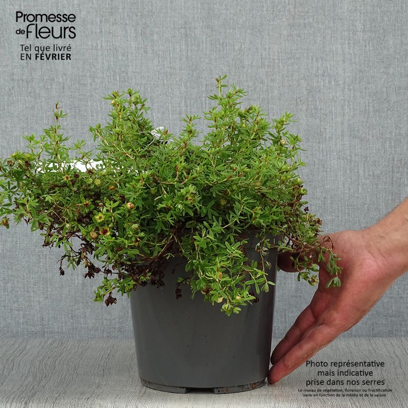 Exemplaar van Potentilla fruticosa Red Joker - Struikganzerik Pot van 3 l/4 l zoals geleverd in de herfst