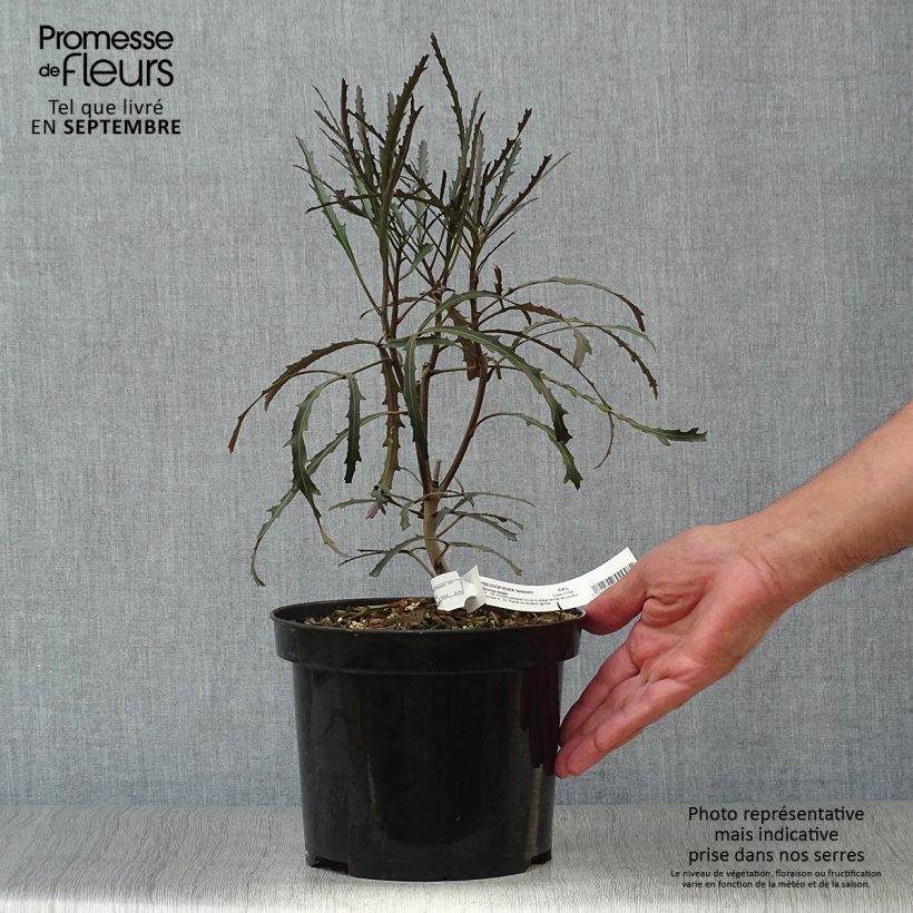 Exemplaar van Pseudopanax Bronze Eagle Pot van 3 l/4 l zoals geleverd in de herfst