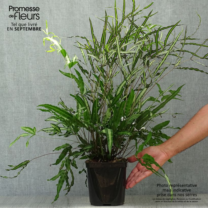 Exemplaar van Pteris nipponica - Lintvaren Pot van 3 l/4 l zoals geleverd in de herfst