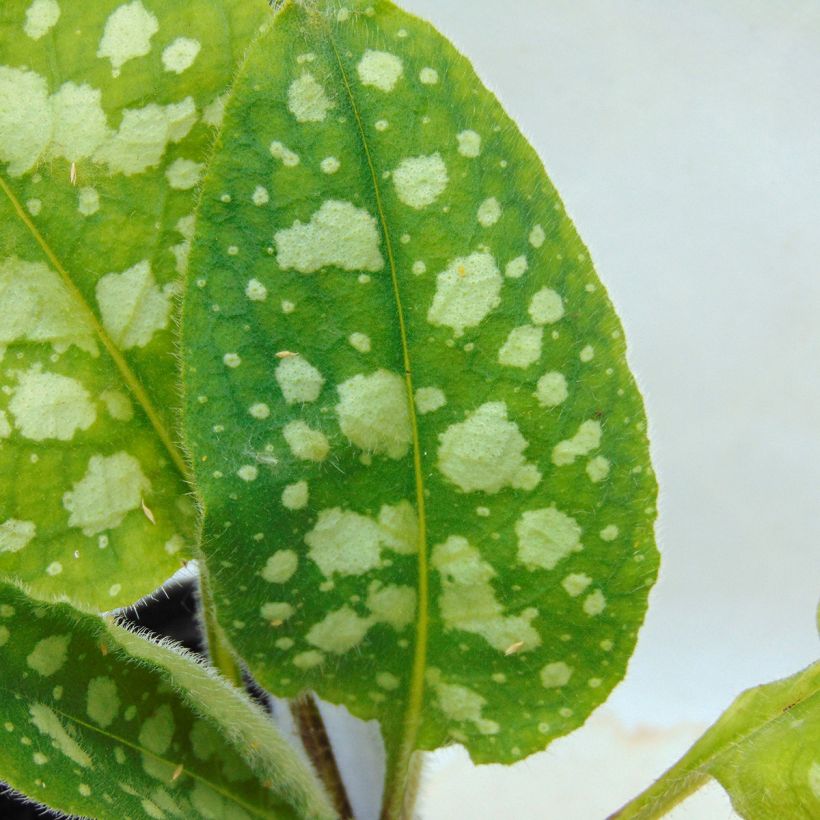 Pulmonaria Victorian Brooch - Longkruid (Foliage)