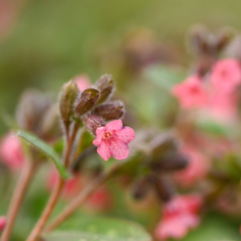 Pulmonaria saccharata Dora Bielefeld - Longkruid (Bloei)
