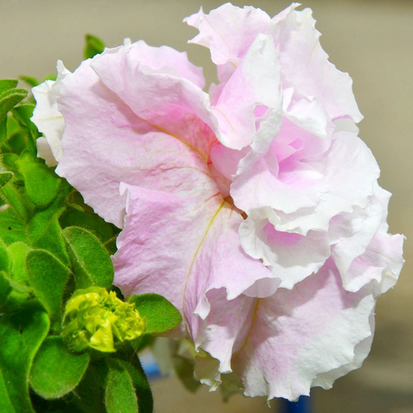 Petunia Cascade Pink Orchid Mist F1 (zaad) - Hangpetunia (Bloei)