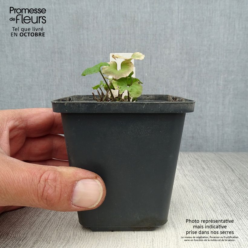 Exemplaar van Pachyphragma macrophyllum - Kaukasische look-zonder-look Kweekpotje van 8/9 cm zoals geleverd in de herfst