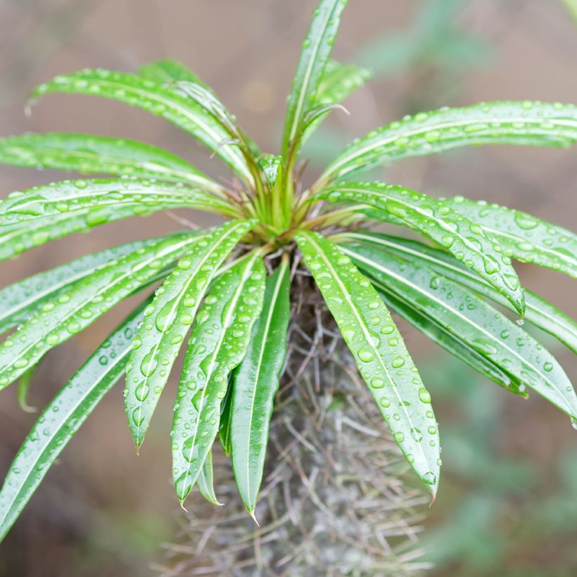 Pachypodium lamerei - Madagaskarpalm (Blad)
