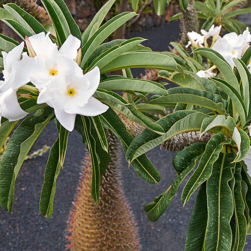 Pachypodium lamerei - Madagaskarpalm (Bloei)