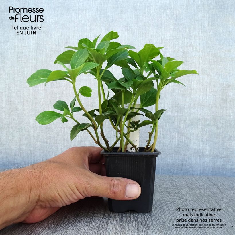 Exemplaar van Pachysandra terminalis - Schaduwkruid Kweekpotje van 8/9 cm zoals geleverd in de zomer