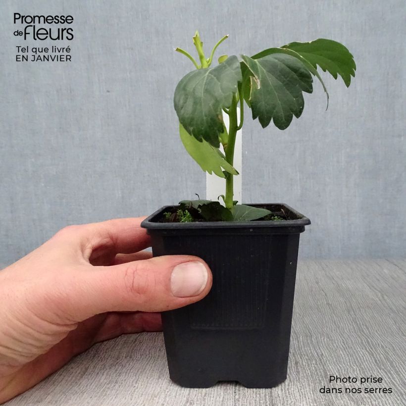 Example of Pachysandra terminalis Green Carpet Kweekpotje van 8/9 cm as you get in hiver