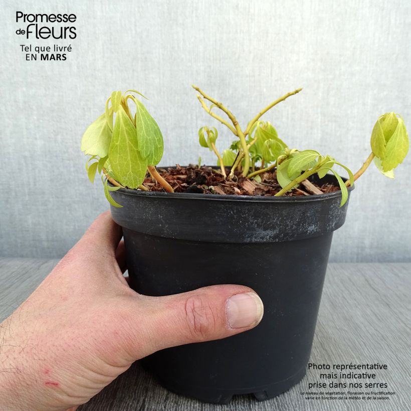 Example of Pachysandra terminalis Green Carpet Pot van 2 l/3 l as you get in hiver