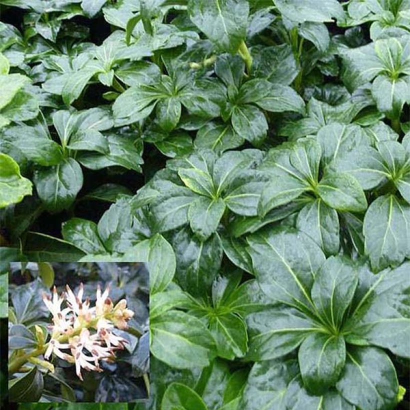 Pachysandra terminalis Green Sheen - Schaduwkruid (Foliage)