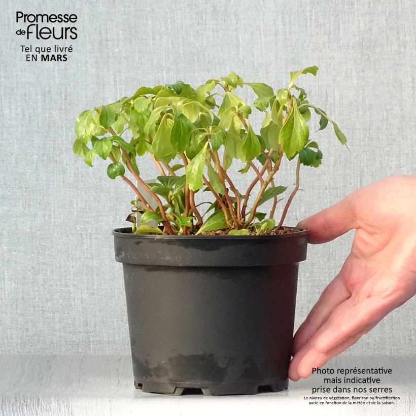 Exemplaar van Pachysandra terminalis Green Sheen - Schaduwkruid Pot van 2 l/3 l zoals geleverd in de lente