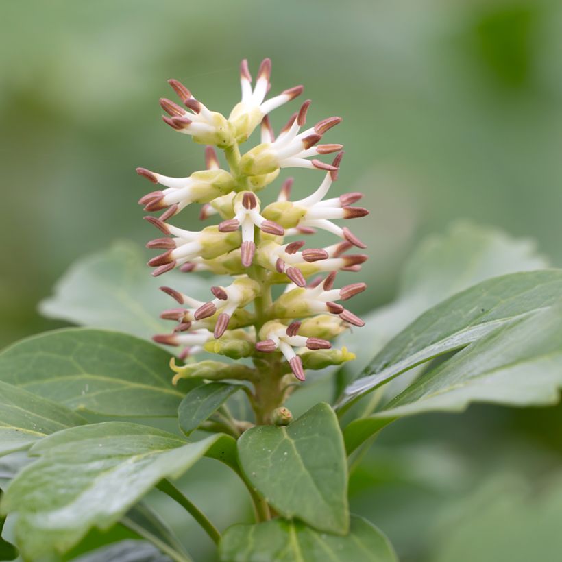 Pachysandra terminalis - Schaduwkruid (Bloei)