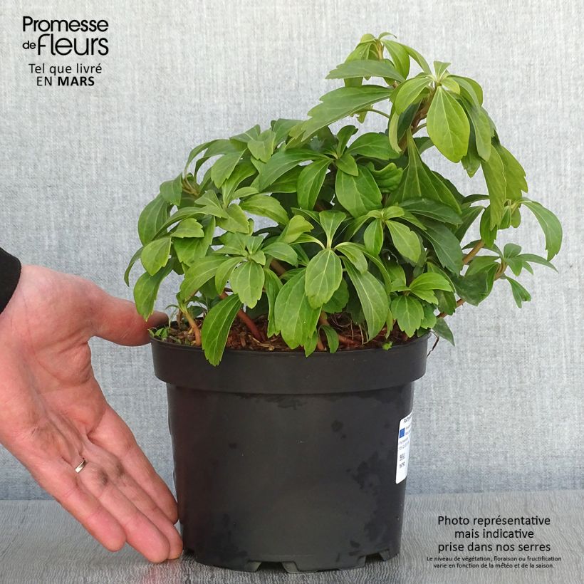 Example of Pachysandra terminalis - Schaduwkruid Pot van 2 l/3 l as you get in hiver
