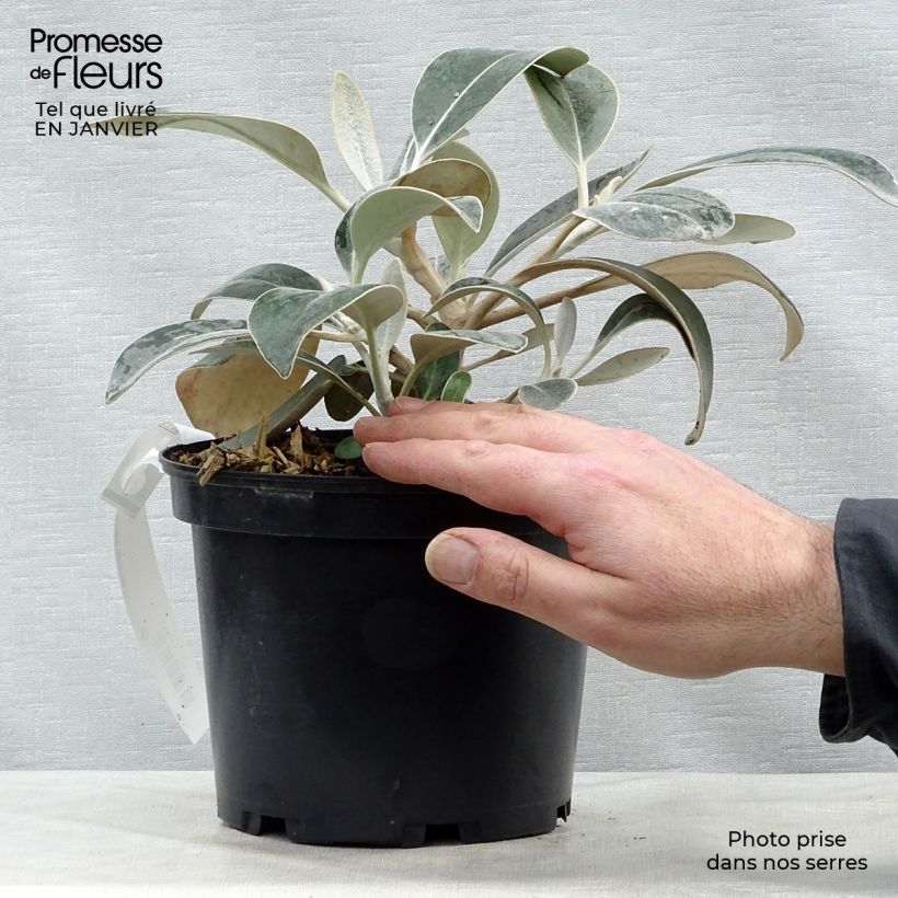 Example of Pachystégia insignis Daizea - Marguerite de Nouvelle-Zélande Pot van 2 l/3 l as you get in hiver