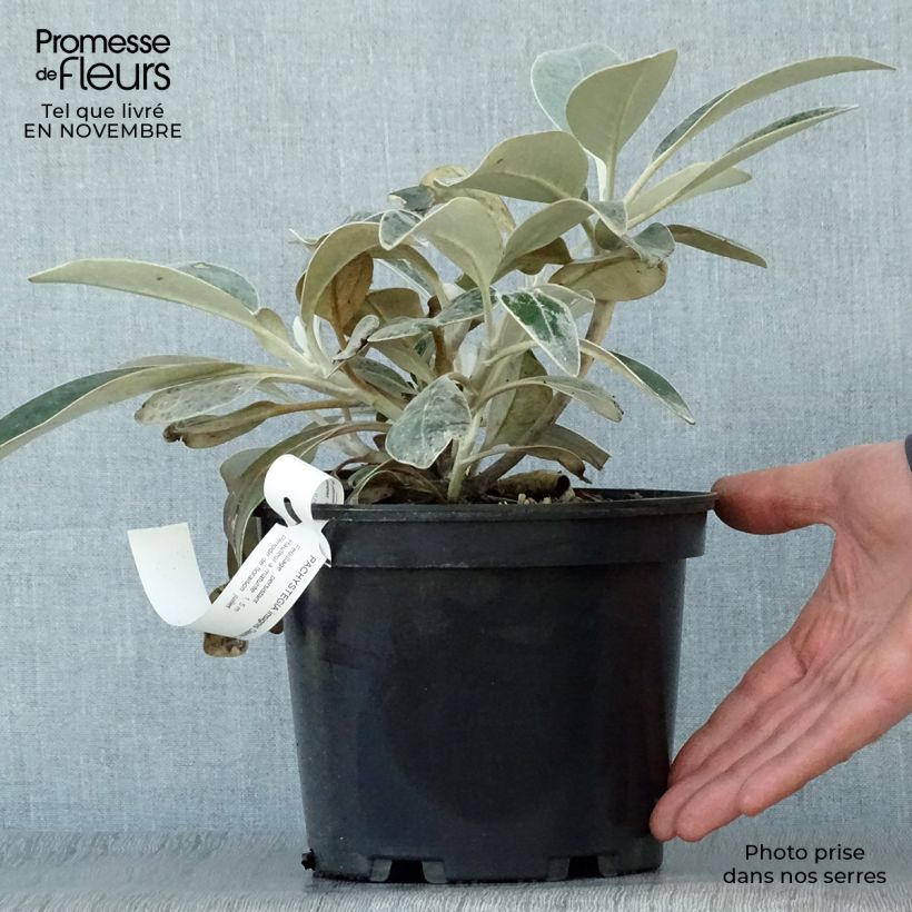Exemplaar van Pachystegia insignis Daizea - Nieuw-Zeelandse margriet Pot van 2 l/3 l zoals geleverd in de herfst