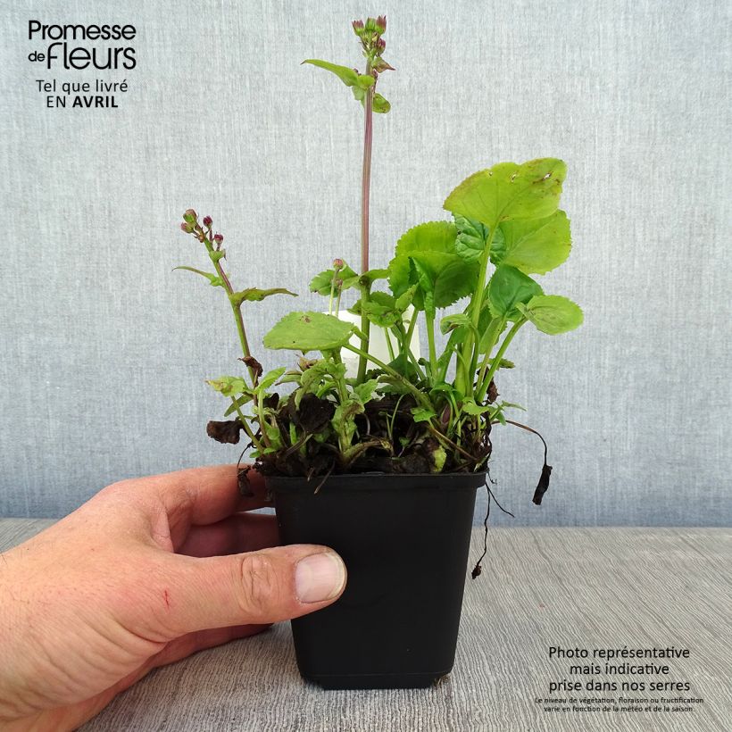 Exemplaar van Packera aurea - Gulden kruiskruid Kweekpotje van 8/9 cm zoals geleverd in de lente