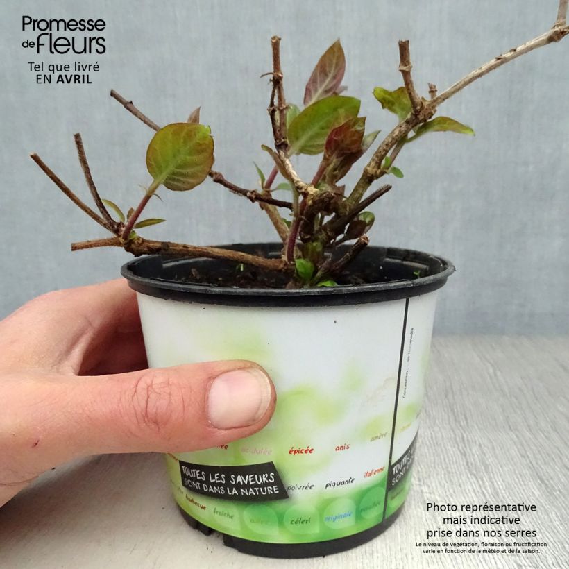 Exemplaar van Kaasplant - Paederia lanuginosa Pot van 1 l/1,5 l zoals geleverd in de lente