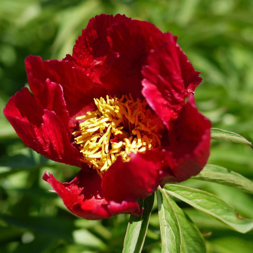 Paeonia tenuifolia Early Scout - Pioen (Bloei)