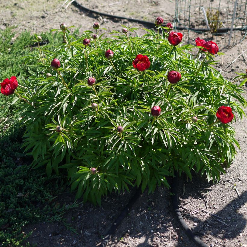 Paeonia tenuifolia Early Scout - Pioen (Groeiplaats)