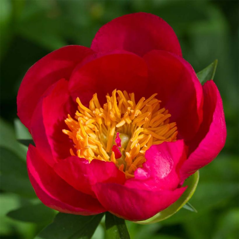 Paeonia Flame - Pioenroos (Flowering)