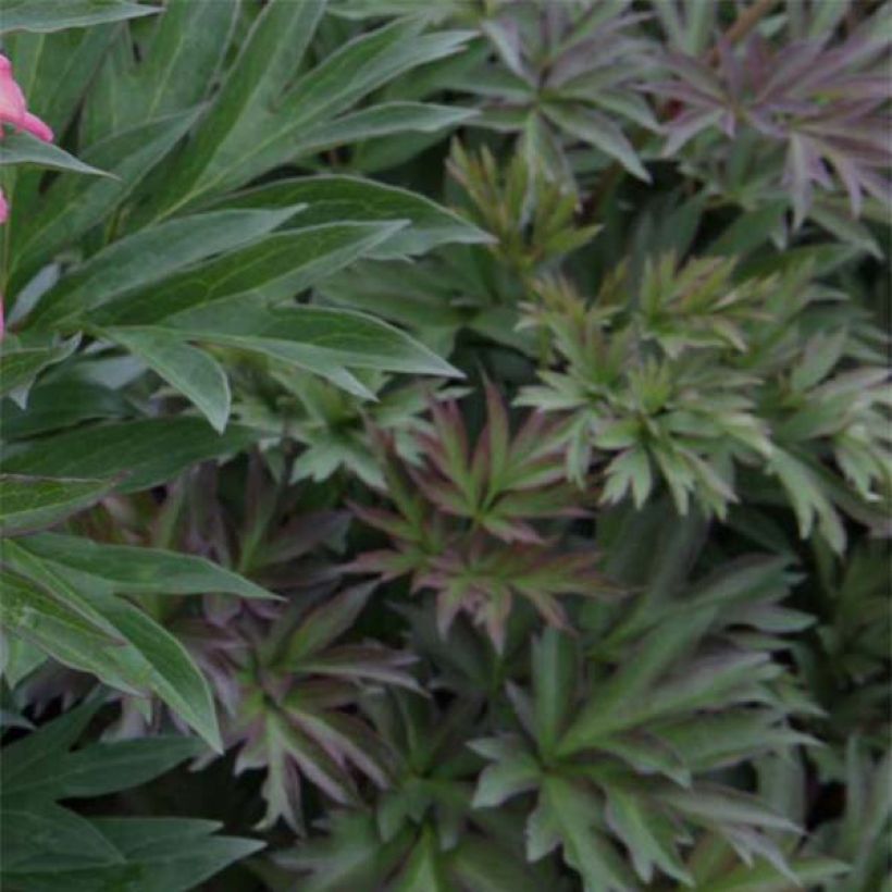 Paeonia Itoh Julia Rose - Itoh-pioen (Foliage)