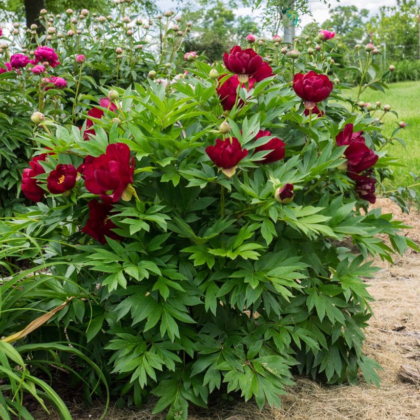 Paeonia Itoh Scarlet Heaven - Itoh-pioen (Plant habit)