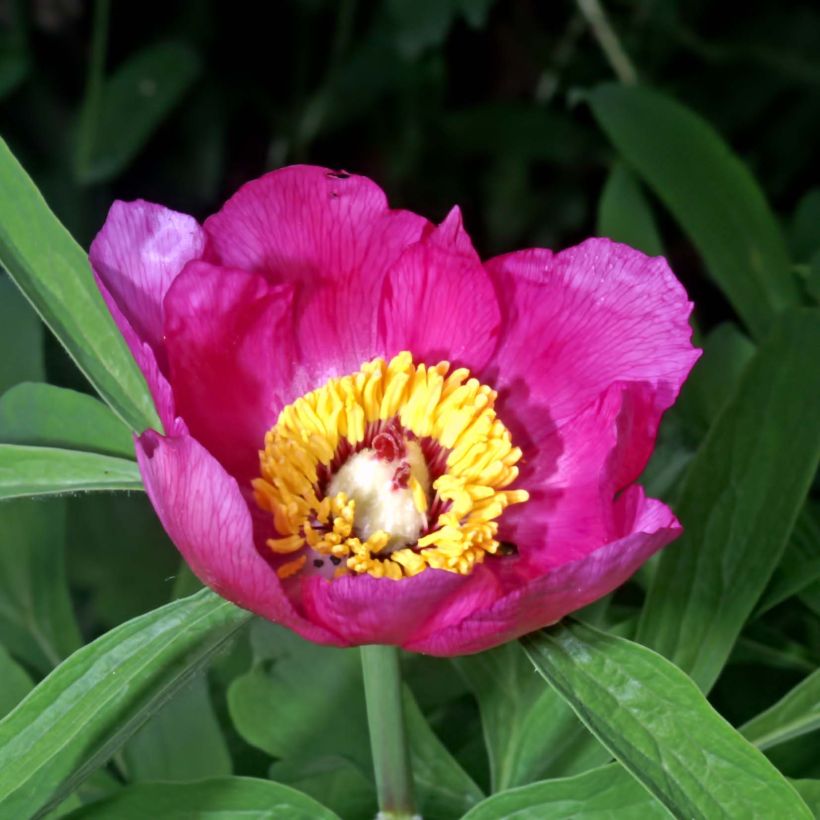 Paeonia humilis - Boerenpioen (Bloei)