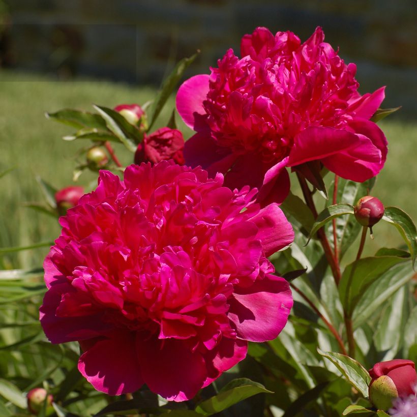 Paeonia lactiflora Big Ben - Pioenroos (Flowering)
