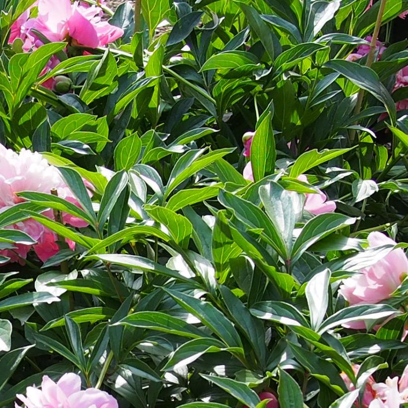 Paeonia lactiflora Edulis Superba - Pioenroos (Foliage)