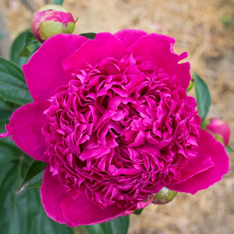 Paeonia lactiflora Félix Crousse - Pioenroos (Flowering)