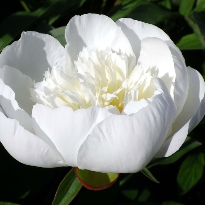 Paeonia lactiflora Immaculée - Pioenroos (Flowering)