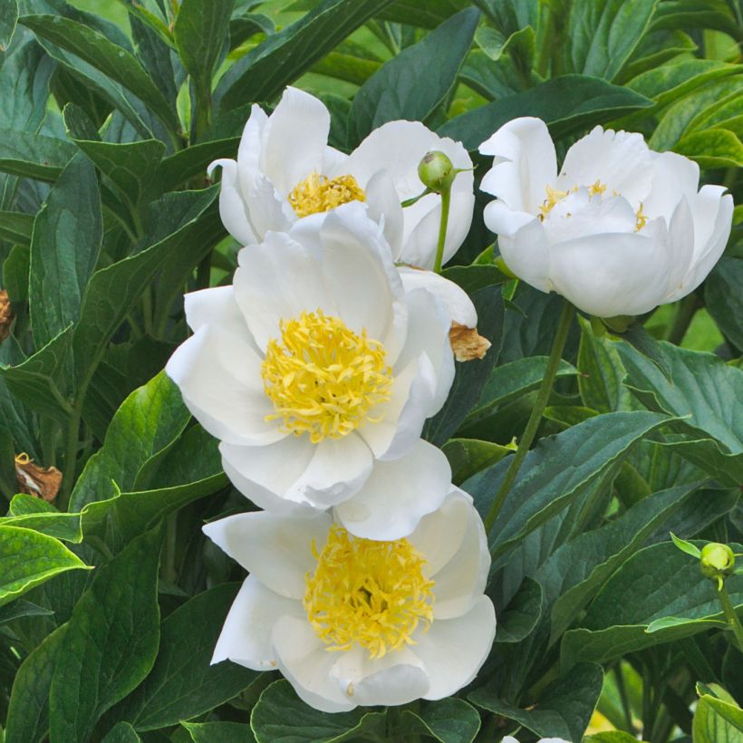 Paeonia lactiflora Jan van Leeuwen - Pioenroos (Flowering)