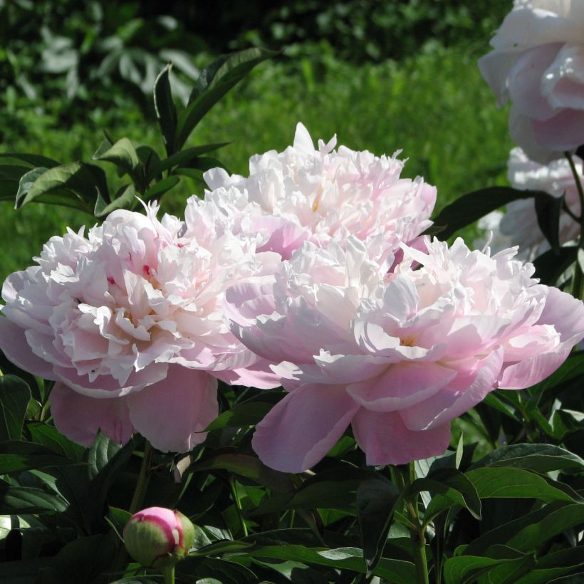 Paeonia lactiflora Lady Alexandra Duff - Pioenroos (Flowering)