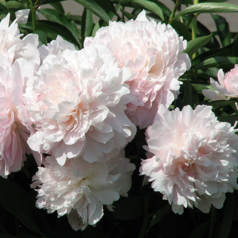 Paeonia lactiflora Madame Calot - Pioenroos (Flowering)