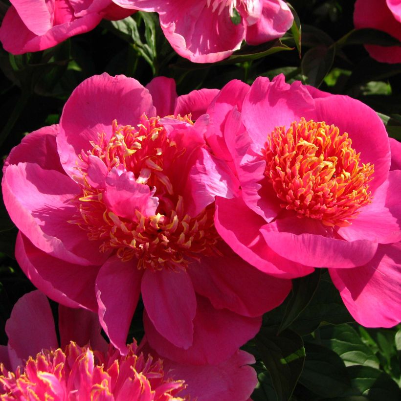 Paeonia lactiflora Neon - Pioenroos (Flowering)