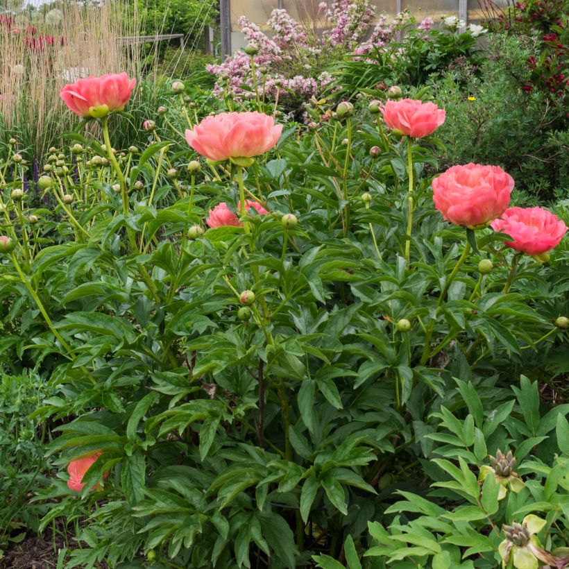 Paeonia lactiflora Pink Hawaiian Coral - Pioenroos (Plant habit)