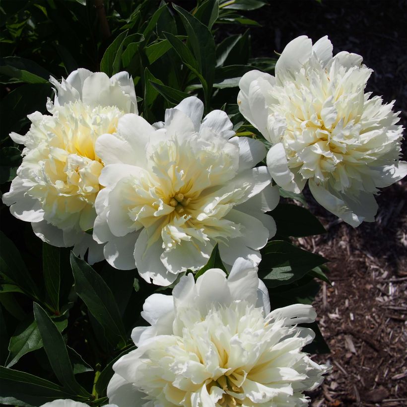 Paeonia lactiflora Primevère - Pioenroos (Flowering)