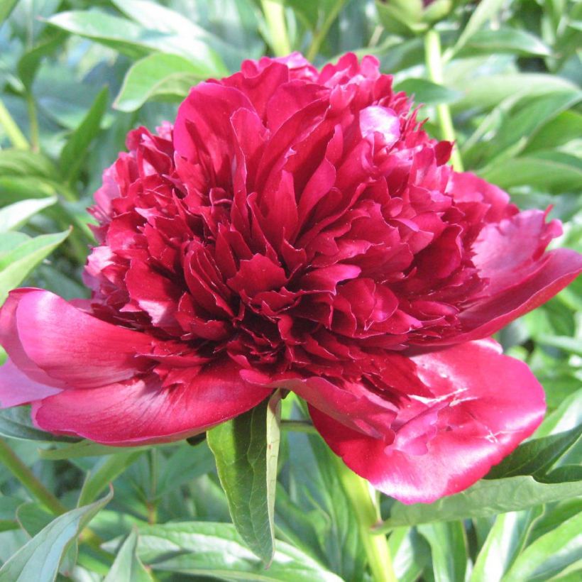 Paeonia lactiflora Red Charm - Pioenroos (Flowering)