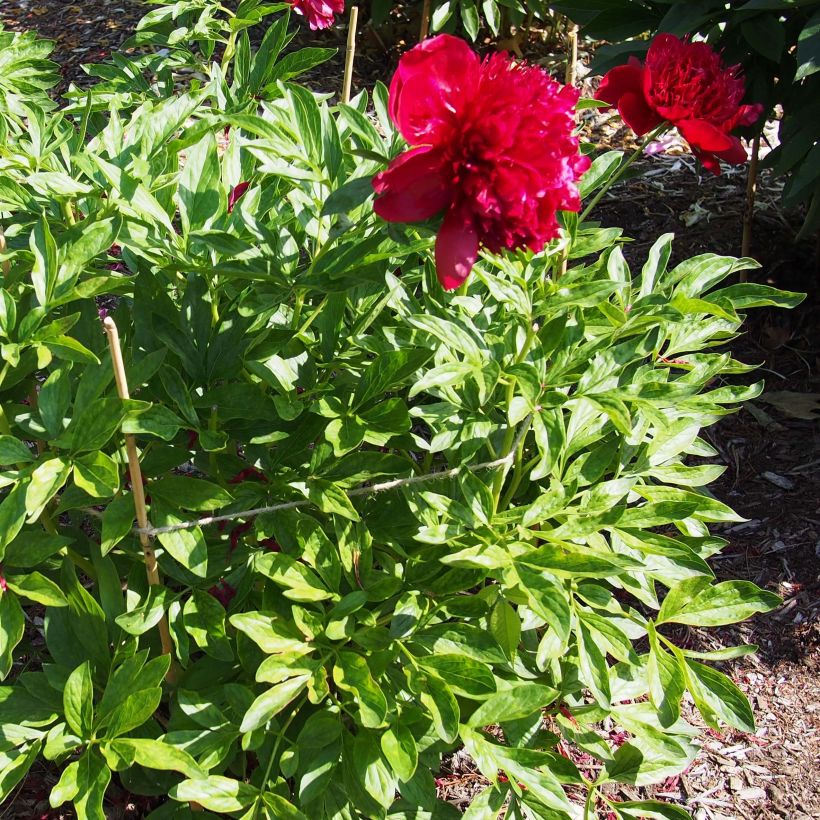 Paeonia lactiflora Red Charm - Pioenroos (Plant habit)