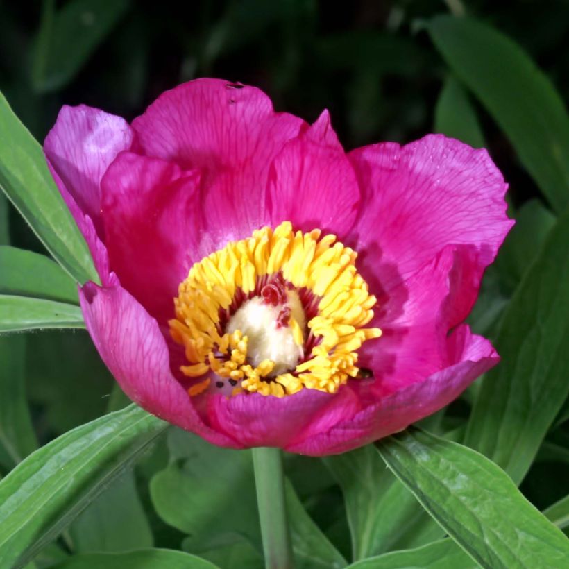 Paeonia officinalis Mollis - Boerenpioen (Bloei)