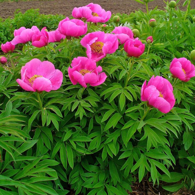 Paeonia officinalis Mollis - Boerenpioen (Groeiplaats)