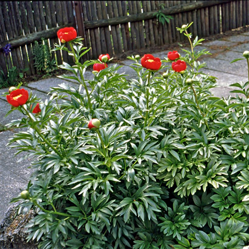 Paeonia peregrina - Pioen (Bloei)