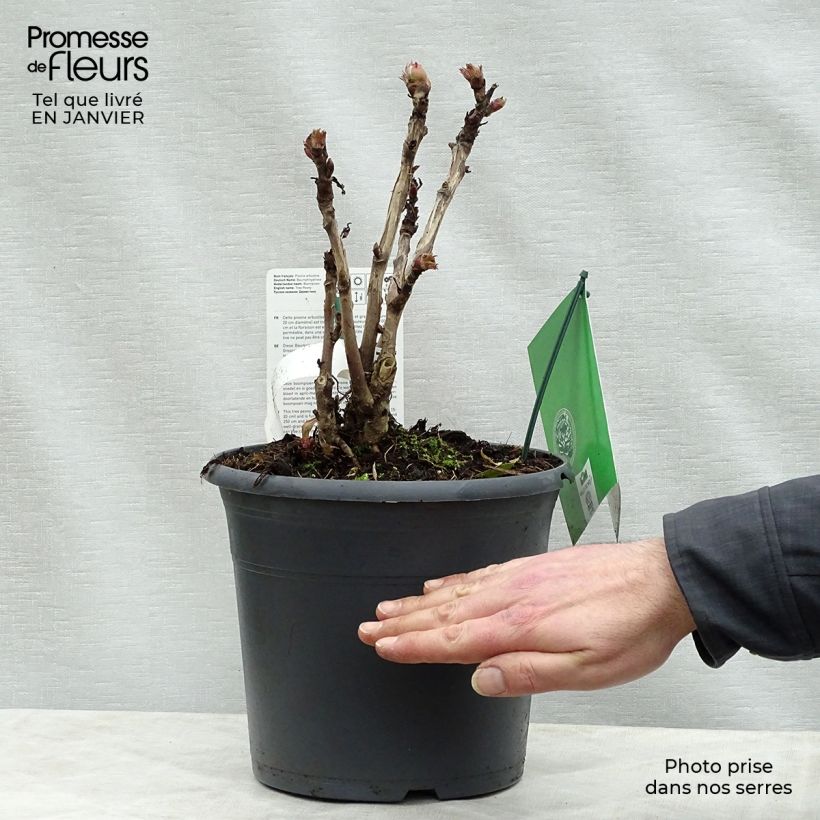 Exemplaar van Paeonia suffruticosa 08 Juan Ye Hong - Boompioen Pot van 7,5 l/10 l zoals geleverd in de winter