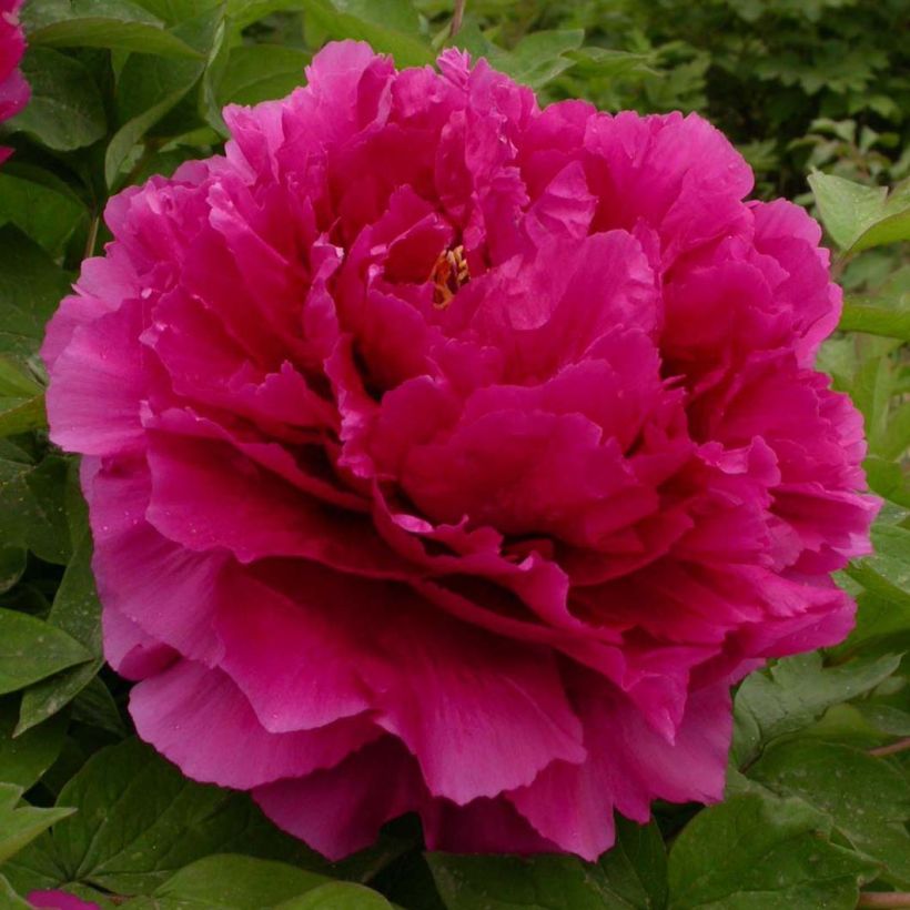Paeonia suffruticosa Wu Long Peng Sheng - Boompioen (Flowering)