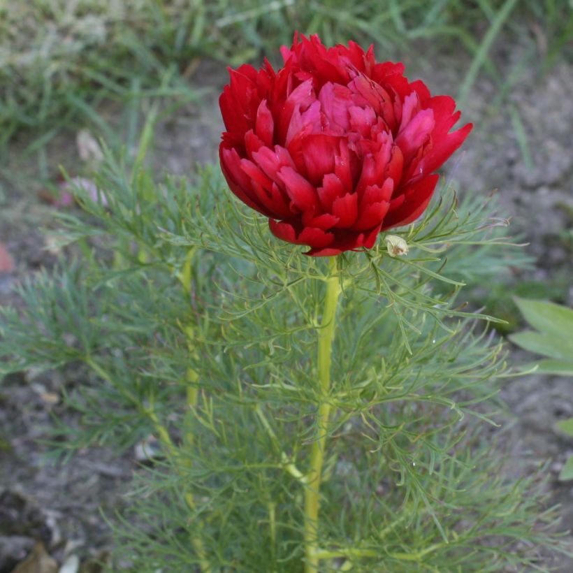 Paeonia tenuifolia Plena - Fijnbladige pioen (Bloei)